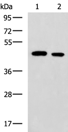 Rabbit Polyclonal Antibody to PA2G4