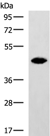 Rabbit Polyclonal Antibody to CRACR2A