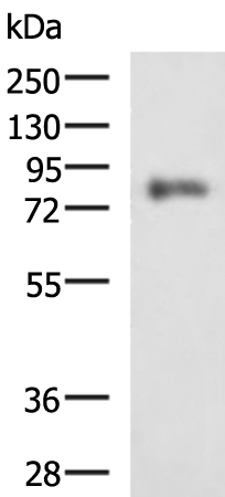 Rabbit Polyclonal Antibody to PRKCSH