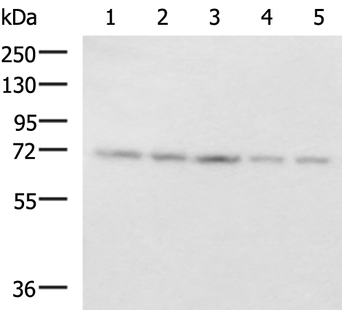 Rabbit Polyclonal Antibody to PAIP1