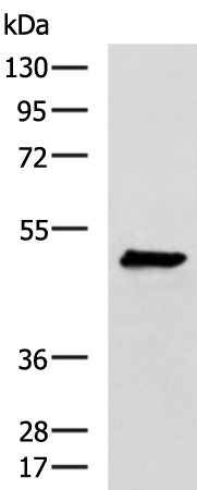 Rabbit Polyclonal Antibody to DEPTOR