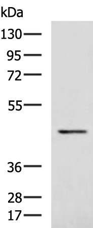 Rabbit Polyclonal Antibody to PSTPIP1