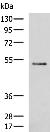 Rabbit Polyclonal Antibody to EVL
