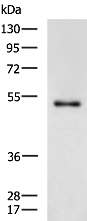 Rabbit Polyclonal Antibody to ARMT1
