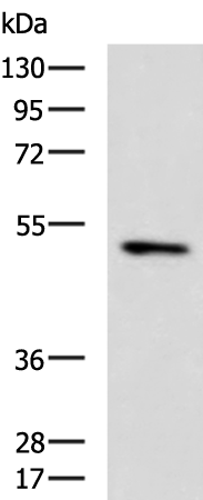 Rabbit Polyclonal Antibody to MYLIP