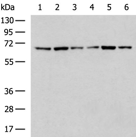 Rabbit Polyclonal Antibody to ISYNA1