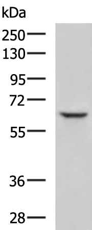 Rabbit Polyclonal Antibody to HABP2