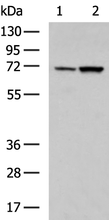 Rabbit Polyclonal Antibody to EFCAB7