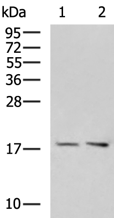 Rabbit Polyclonal Antibody to PLEKHJ1