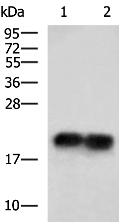 Rabbit Polyclonal Antibody to HPCAL4
