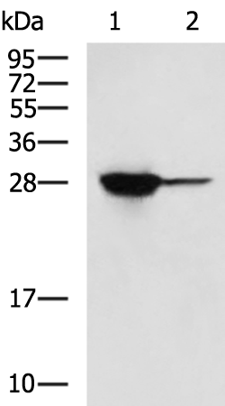 Rabbit Polyclonal Antibody to FKBP3