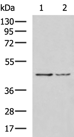 Rabbit Polyclonal Antibody to FDFT1