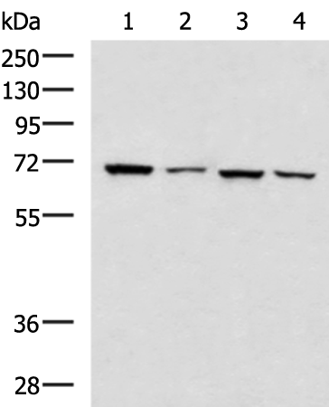 Rabbit Polyclonal Antibody to DNAI2