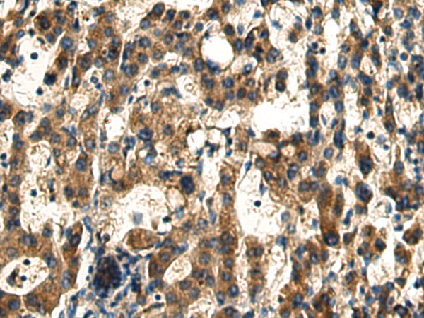 Rabbit Polyclonal Antibody to DNAJC24