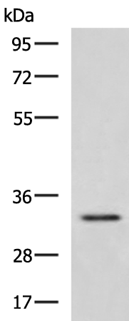 Rabbit Polyclonal Antibody to HEXIM2