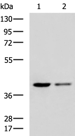 Rabbit Polyclonal Antibody to MTG2