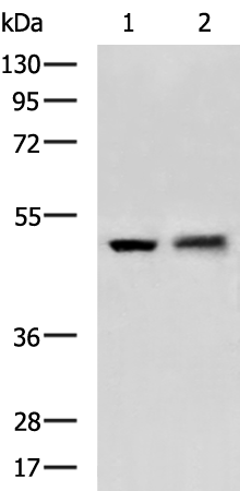 Rabbit Polyclonal Antibody to FARS2