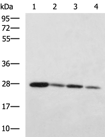 Rabbit Polyclonal Antibody to IDI2