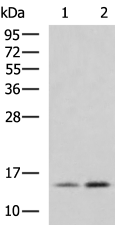 Rabbit Polyclonal Antibody to H4C1