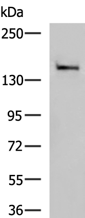 Rabbit Polyclonal Antibody to DHX57