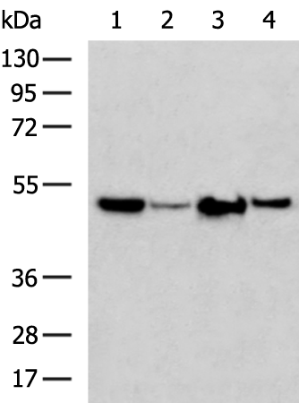 Rabbit Polyclonal Antibody to HGD