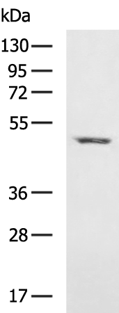 Rabbit Polyclonal Antibody to RILPL1