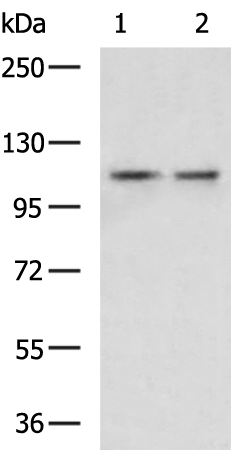 Rabbit Polyclonal Antibody to EXOSC10