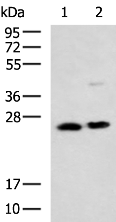 Rabbit Polyclonal Antibody to GSTM5