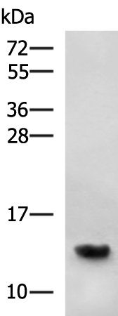 Rabbit Polyclonal Antibody to GABARAP