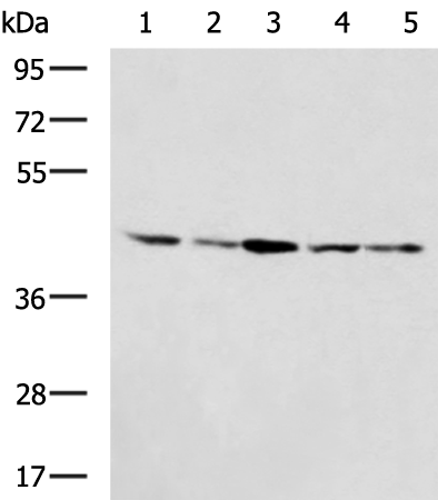 Rabbit Polyclonal Antibody to EXOG