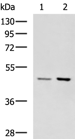 Rabbit Polyclonal Antibody to GSDMA