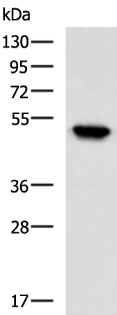 Rabbit Polyclonal Antibody to IQCC