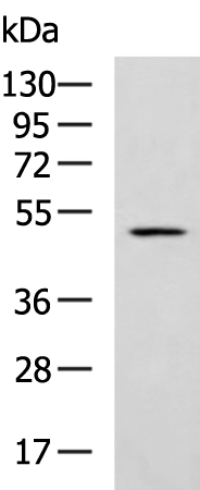 Rabbit Polyclonal Antibody to IL1RL2