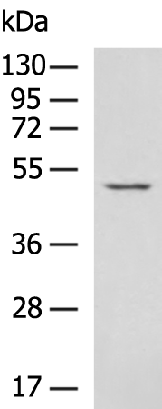 Rabbit Polyclonal Antibody to OXSM