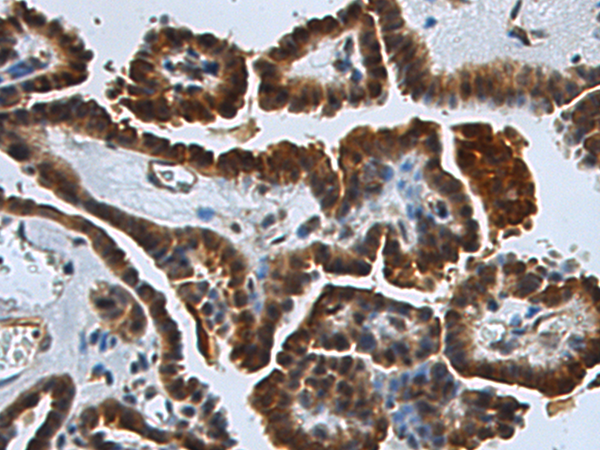 Rabbit Polyclonal Antibody to NR1H2