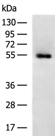 Rabbit Polyclonal Antibody to SUCLA2