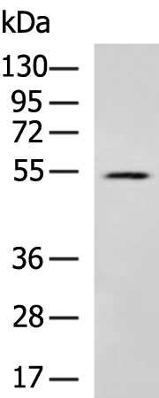 Rabbit Polyclonal Antibody to SNX17