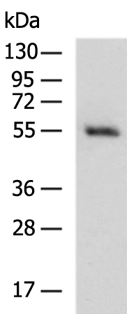 Rabbit Polyclonal Antibody to HSPA13
