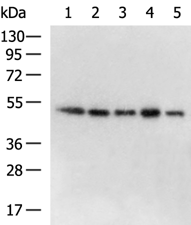 Rabbit Polyclonal Antibody to ATXN10