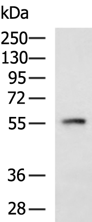 Rabbit Polyclonal Antibody to CORO2B