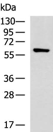 Rabbit Polyclonal Antibody to PCYOX1