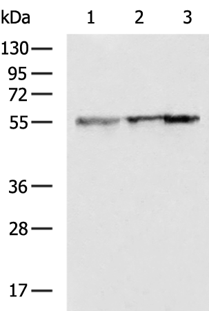 Rabbit Polyclonal Antibody to CYP51A1