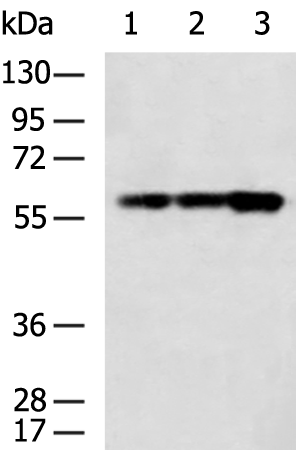 Rabbit Polyclonal Antibody to TOE1