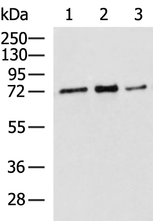 Rabbit Polyclonal Antibody to RPUSD2