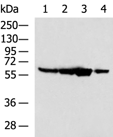 Rabbit Polyclonal Antibody to PTBP2