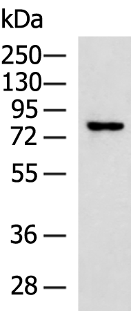 Rabbit Polyclonal Antibody to SP110