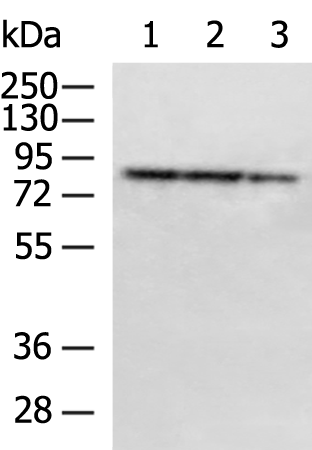 Rabbit Polyclonal Antibody to PTCD3