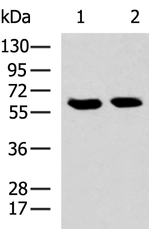 Rabbit Polyclonal Antibody to ASPSCR1