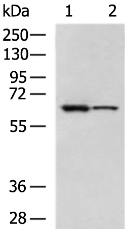 Rabbit Polyclonal Antibody to PGM1