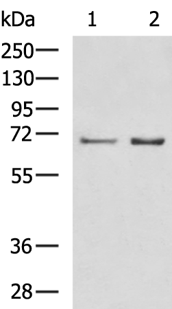 Rabbit Polyclonal Antibody to ORC2
